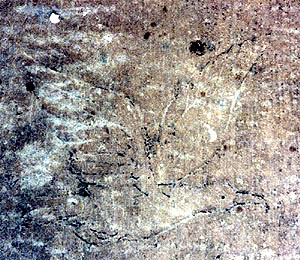 Lakeshore Carving: Bird