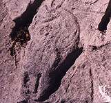 Lakeshore Carving: Horse head
