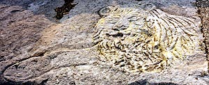 Lakeshore Carving: Lion