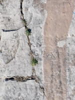 Sid, Dan, Goat. Chicago lakefront stone carvings, Calumet Park. 2024