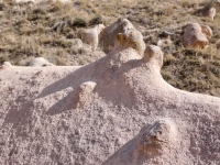 Erosion in process. The main rock is mostly tuff (volcanic ash) while the nubs are basalt, which is slower to erode.