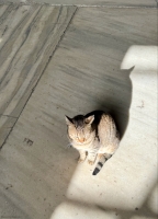 Hagia Sophia cat.