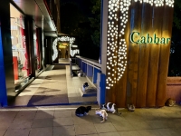 Istanbul cats