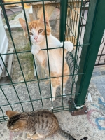 Kusadasi cats.