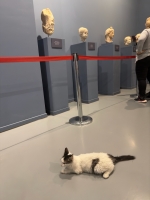 Museum cat, Ephesus.