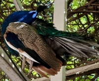 Antalya Musem peacock.