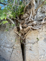 Fig tree pusnimng through the ruins in the abandoned 19th century Greek village at Kayakoy.