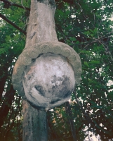 Base of the Virgin Mary. E.T. Wickham site, 1995.