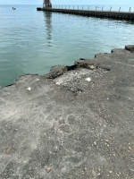 Dog face. On the concrete deck near the water line. Chicago lakefront stone carvings, between Foster Avenue Beach and Montrose. 2024