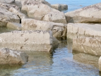 Elaborate carving of a creature. Chicago Lakefront stone carvings, south of La Rabida Hospital. 2024