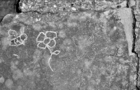 Bee, flower and cat, carved after 2020. Chicago lakefront stone carvings, between 45th Street and Hyde Park Blvd. 2021