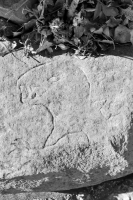 Godzilla, detail. Chicago lakefront stone carvings, between 45th Street and Hyde Park Blvd. 2022