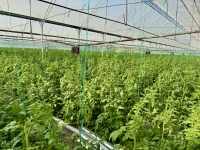 Hothouse tomatoes, bound for Russia