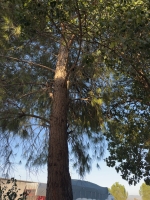 Pine nut tree